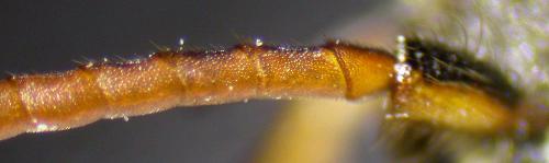 Nomada hirtipes