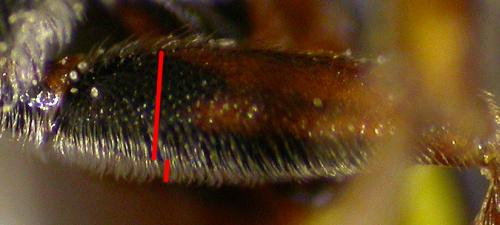 Réf. 146 159 : Nomada hirtipes