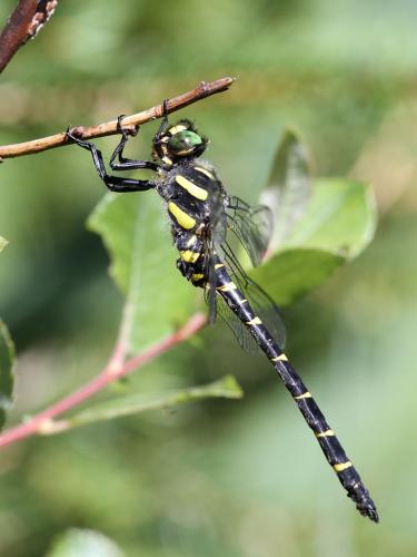Réf. 146 385 : Cordulegaster bidentata