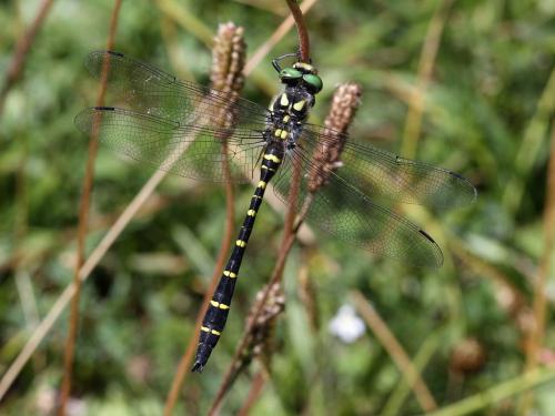 Réf. 146 386 : Cordulegaster bidentata