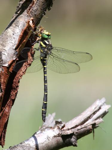 Réf. 146 372 : Cordulegaster bidentata
