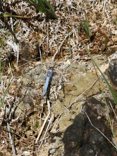 Réf. 146 447 : Orthetrum brunneum
