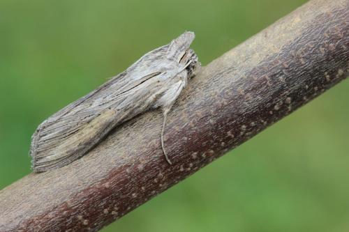 Cucullia umbratica
