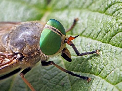 Philipomyia aprica