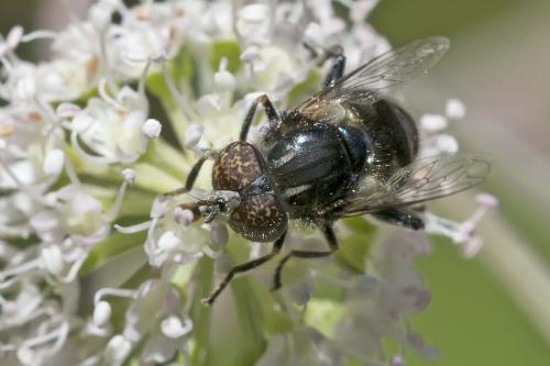 Réf. 146 517 : Eristalinus sepulchralis