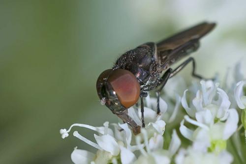 Réf. 146 524 : Chrysogaster sp.