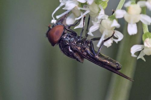 Réf. 146 523 : Chrysogaster sp.