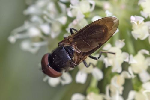 Réf. 146 537 : Chrysogaster sp.