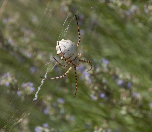Réf. 146 706 : Argiope lobata