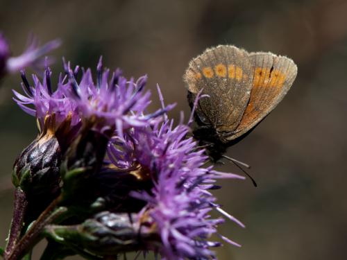 Erebia sudetica