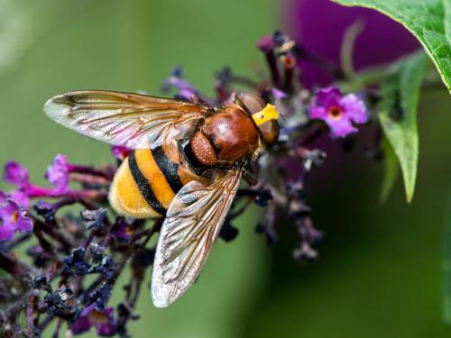 Réf. 146 862 : Volucella zonaria
