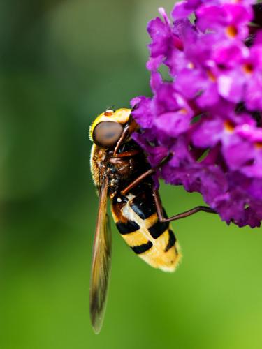 Réf. 146 861 : Volucella zonaria