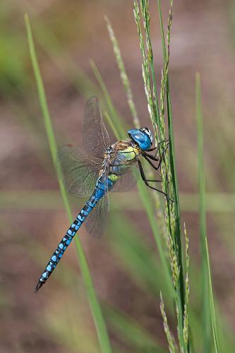 Aeshna affinis