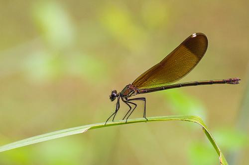 Calopteryx haemorrhoidalis