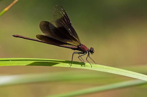 Calopteryx haemorrhoidalis