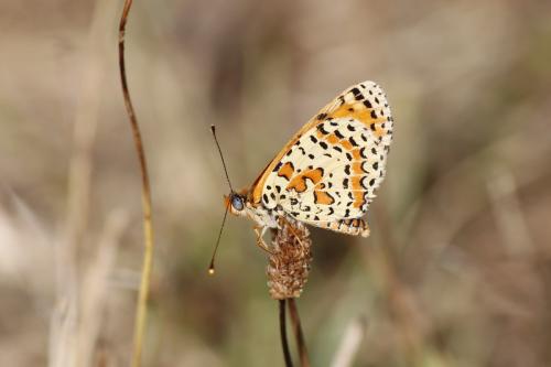 Melitaea sp.