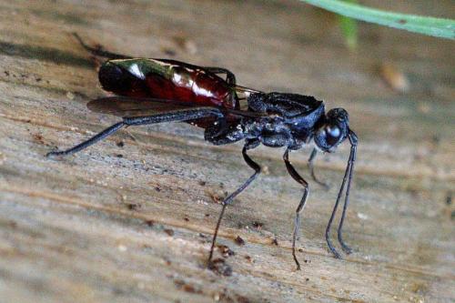 Ibalia leucospoides