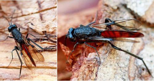 Ibalia leucospoides