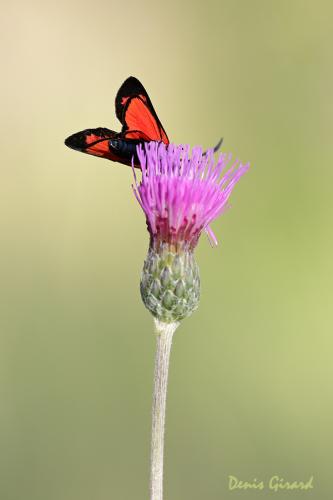 Zygaena transalpina