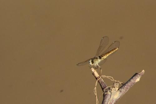 Brachythemis sp.