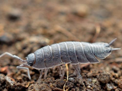 Porcellio violaceus