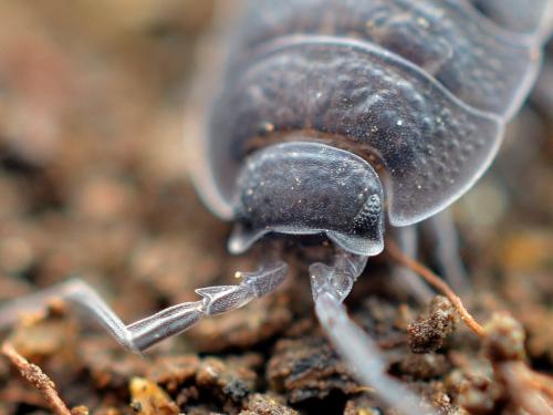 Porcellio violaceus