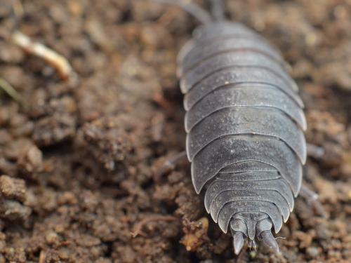 Porcellio violaceus