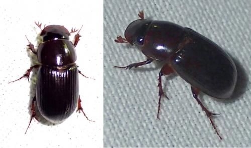Acrossus rufipes