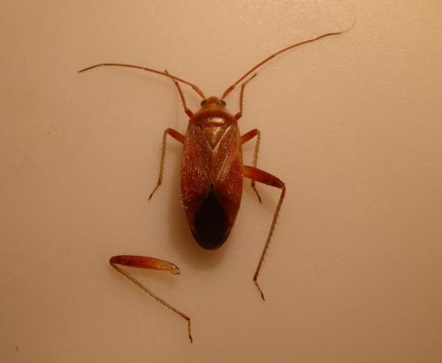 Réf. 146 242 : Adelphocoris ticinensis
