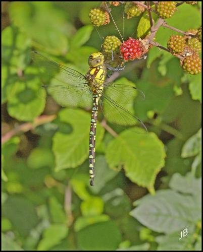 Aeshna cyanea