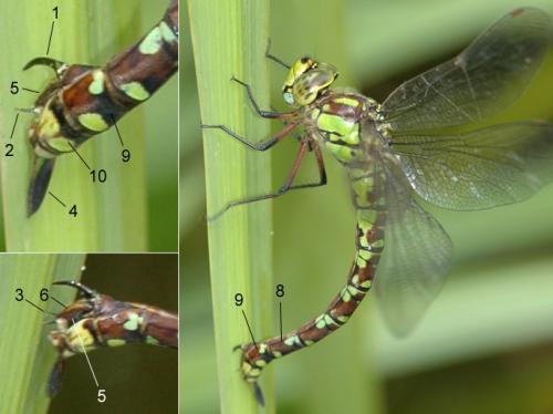 Aeshna cyanea