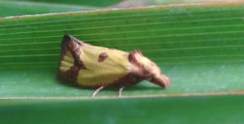 Réf. 146 972 : Agapeta zoegana