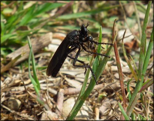 Dasypogon diadema