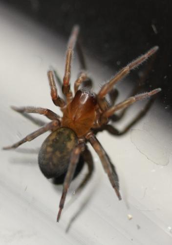 Réf. 146 453 : Amaurobius erberi