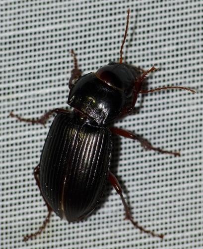 Amara aulica