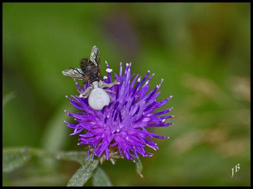 Misumena vatia