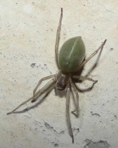 Réf. 146 726 : Cheiracanthium sp.