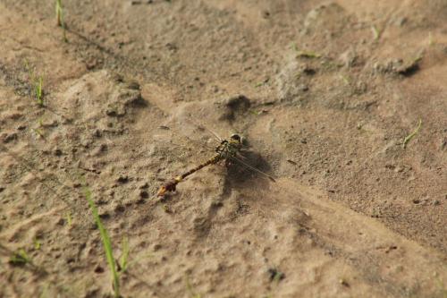 Paragomphus sp.