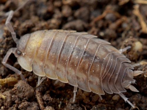 Porcellio violaceus