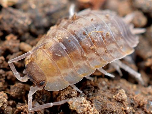 Porcellio violaceus