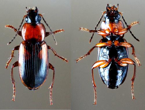 Réf. 146 758 : Stenolophus teutonus