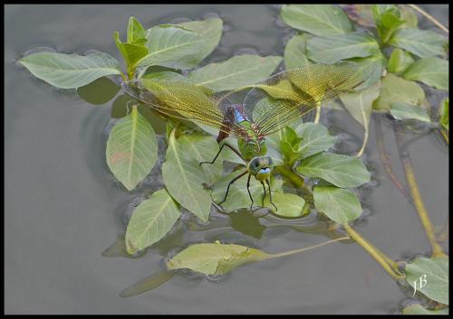 Anax imperator