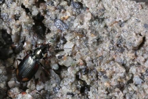 Bembidion terminale
