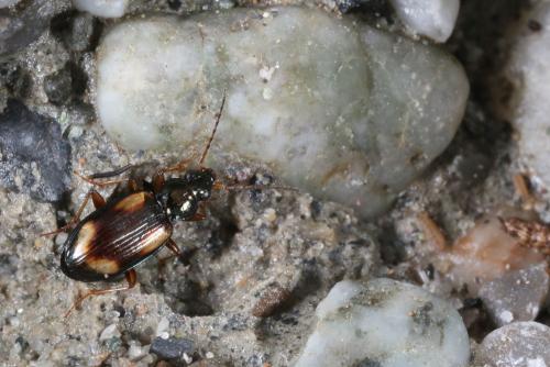 Bembidion sp.
