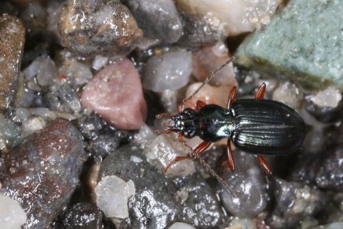 Bembidion decorum