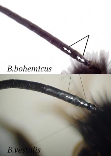 Bombus divers