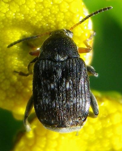 Réf. 146 853 : Bruchus sp.