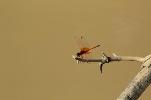 Trithemis arteriosa