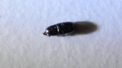 Octotemnus mandibularis