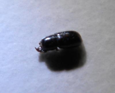 Octotemnus mandibularis